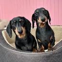 Profile avatar of "Cheeky Sausage’s" on "youtube"