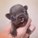 Profile avatar of "Rescue Abandoned Puppies" on "youtube"