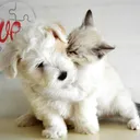 Profile avatar of "Caring Animal Shelter" on "youtube"